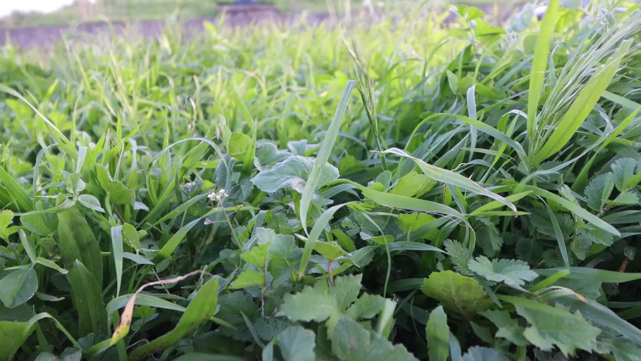 风吹着野草视频素材