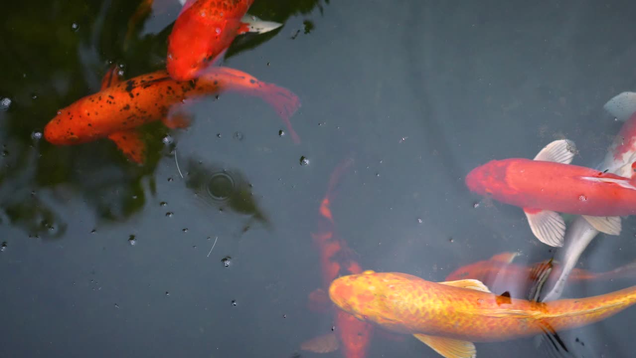 花式鲤鱼或锦鲤在池塘里游泳视频素材