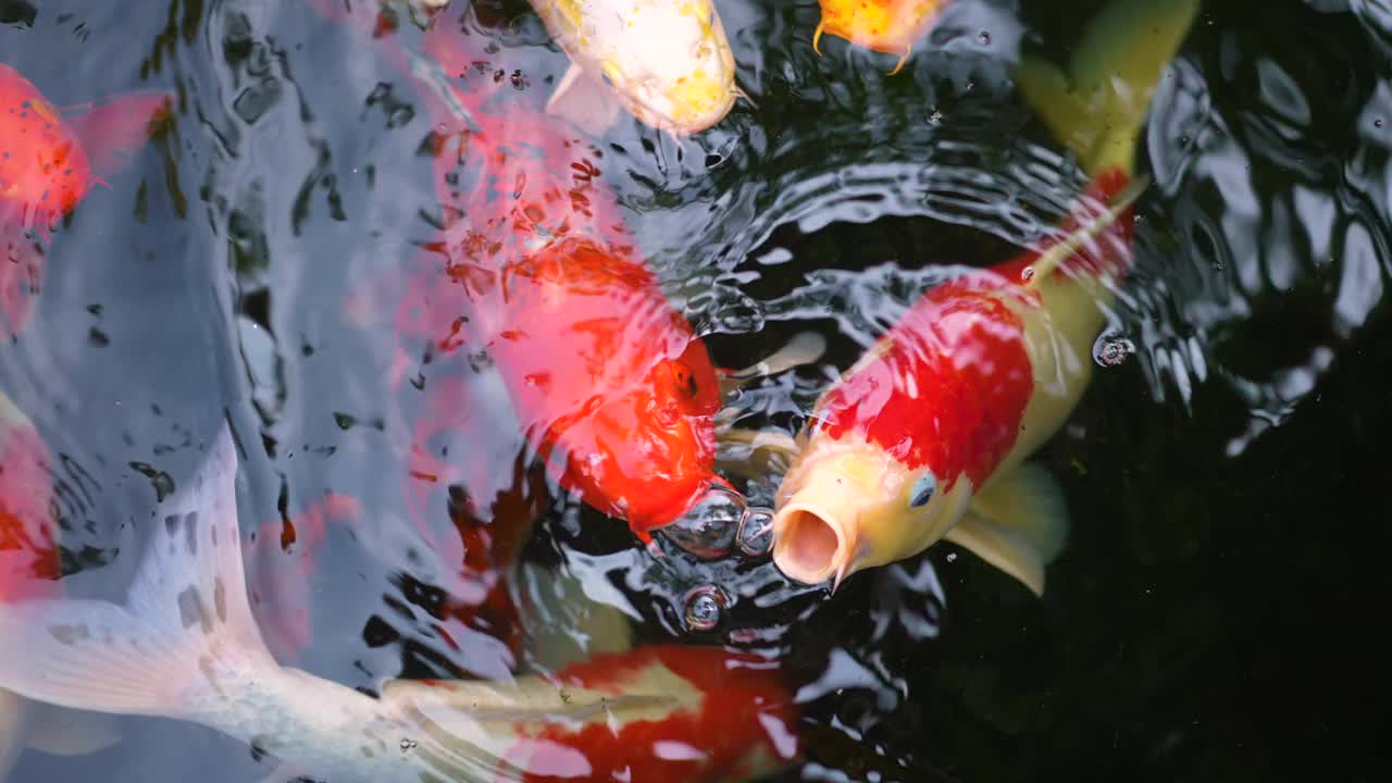 花式鲤鱼或锦鲤在池塘里游泳视频素材