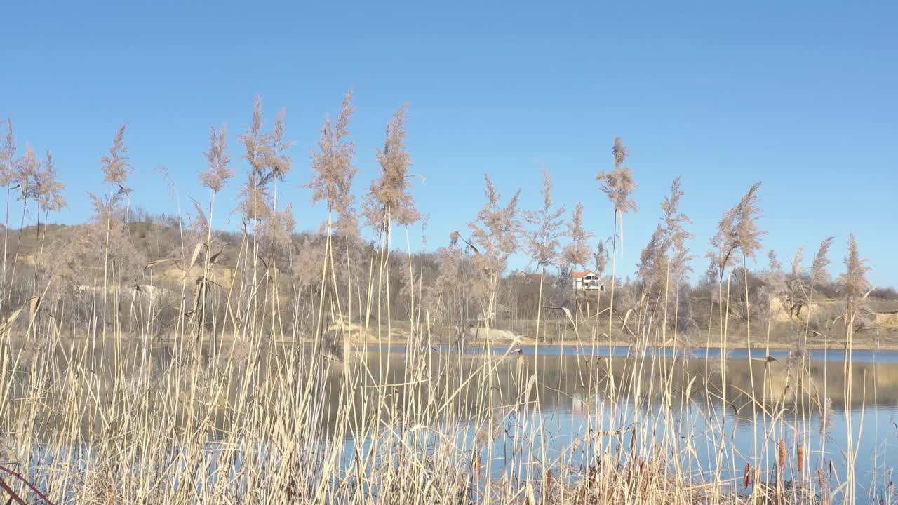 荡草和芦苇对抗蓝天4K镜头视频素材