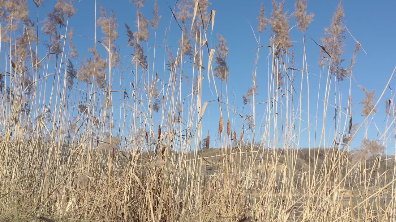 放松的场景蒲苇和芦苇对蓝天4K镜头视频素材