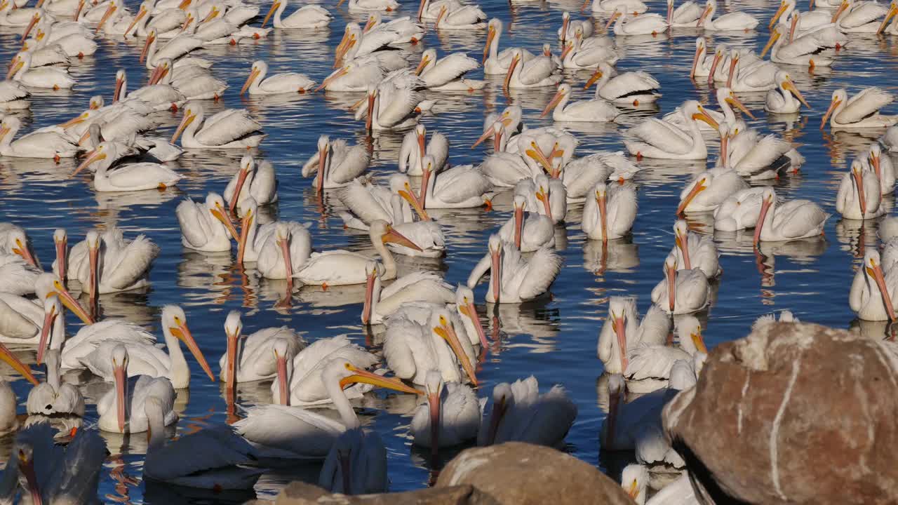 美丽的美国白鹈鹕在阳光下的湖水上游泳视频下载