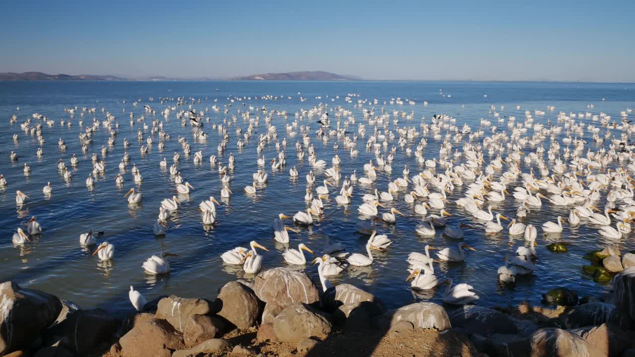 在阳光下，白鹈鹕在湖水上游泳视频下载