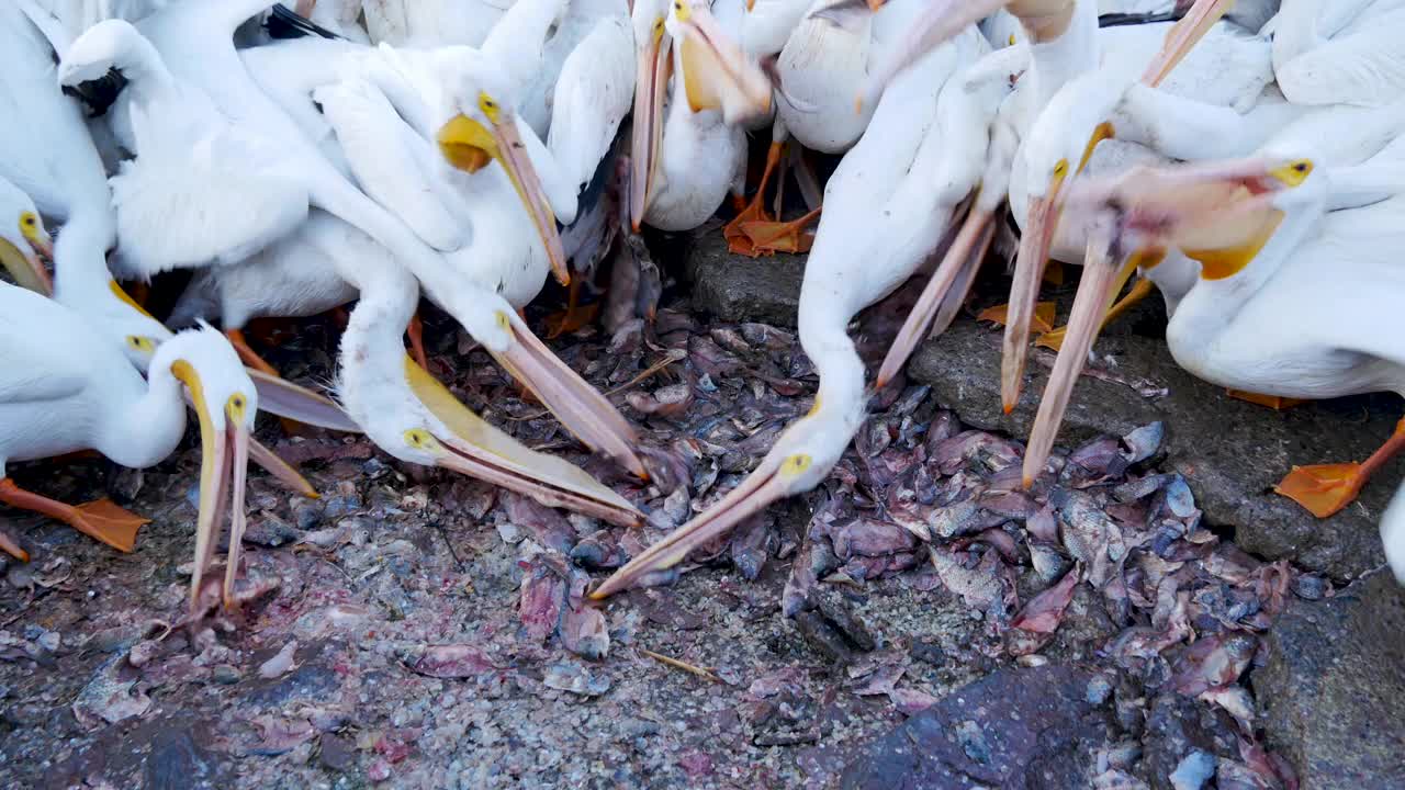 美国白鹈鹕成群结队地在海边吃鱼视频下载