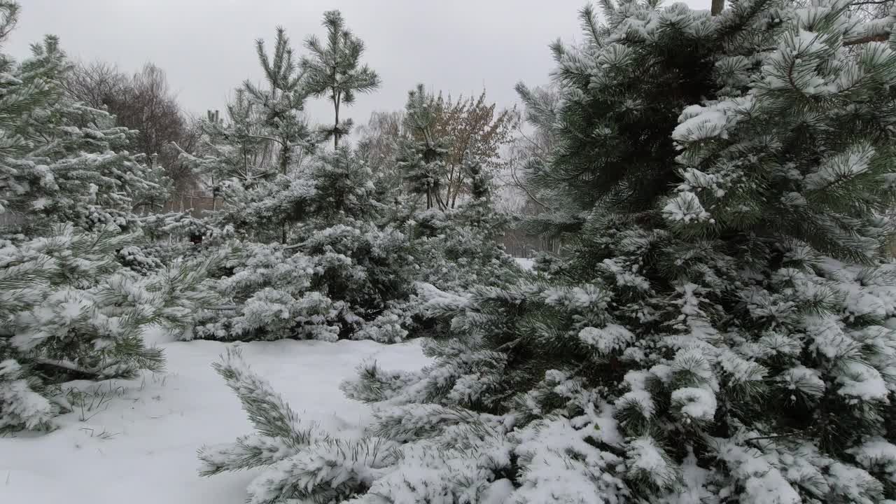 公园里的第一场雪过后，年轻的松树的树枝上布满了雪。视频素材