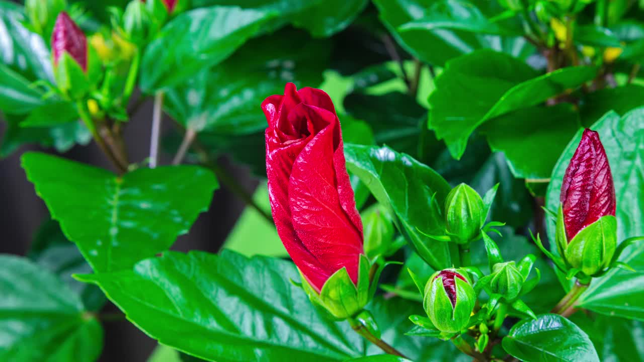 芙蓉花在春天开花视频素材