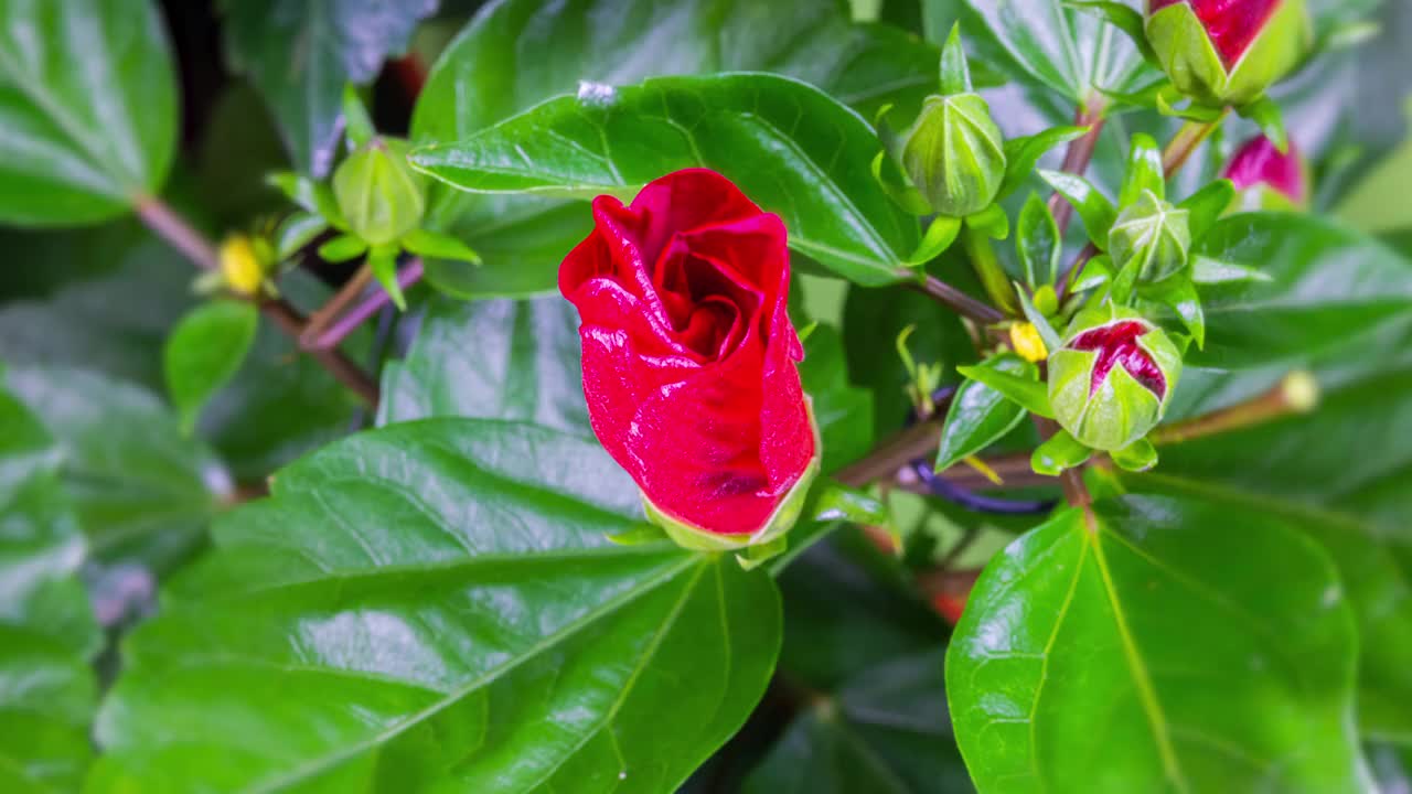 芙蓉花在春天开花视频素材