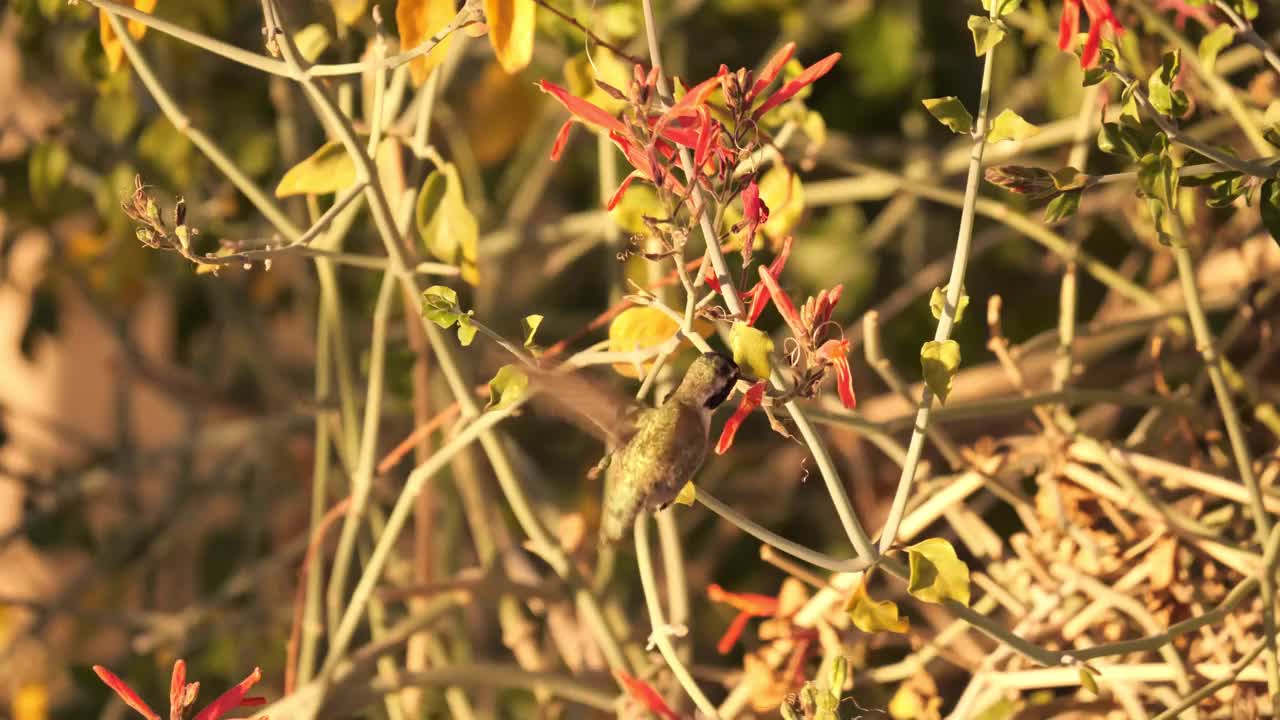 科斯塔的蜂鸟 - 卡利普特成本视频素材