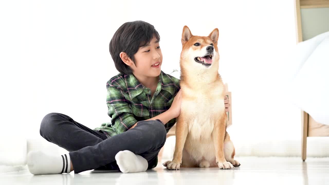 柴犬笑了。这个男孩正在训练他的狗听命令。一个男孩在卧室里和一只日本柴犬玩耍。视频素材