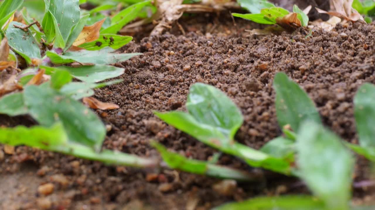 黄蜂在挖洞视频素材