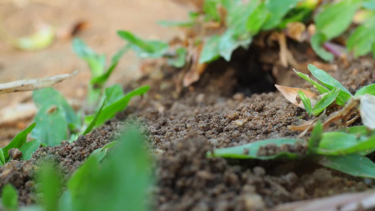 黄蜂在挖洞视频素材