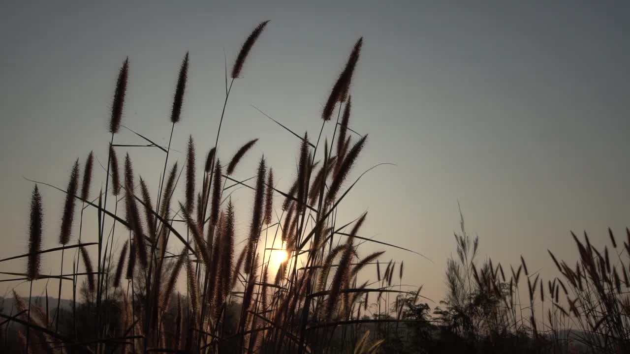 清晨明媚温暖的阳光穿过草丛的花朵视频素材