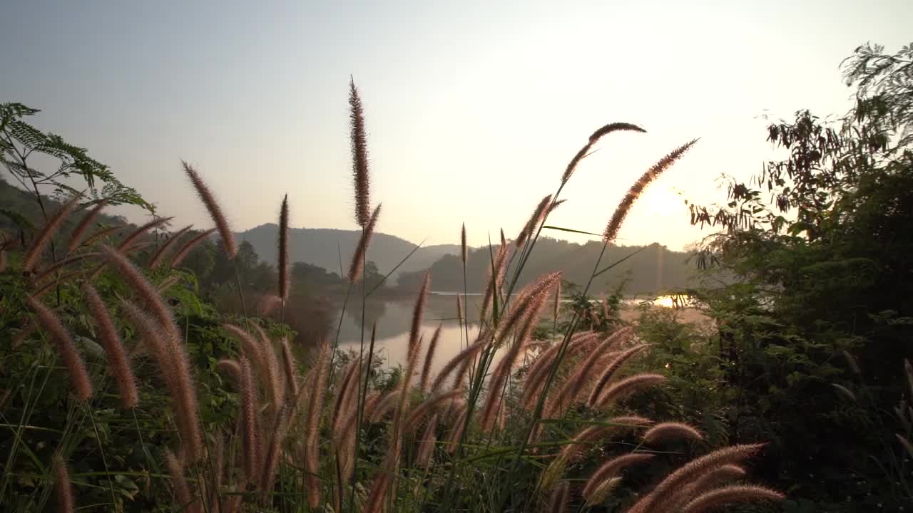 湖面的景色与早晨温暖的阳光透过草丛的花朵视频素材