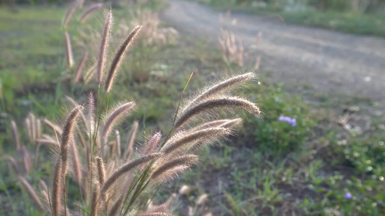 清晨温暖的阳光下小草盛开，背景是乡间的小路视频素材