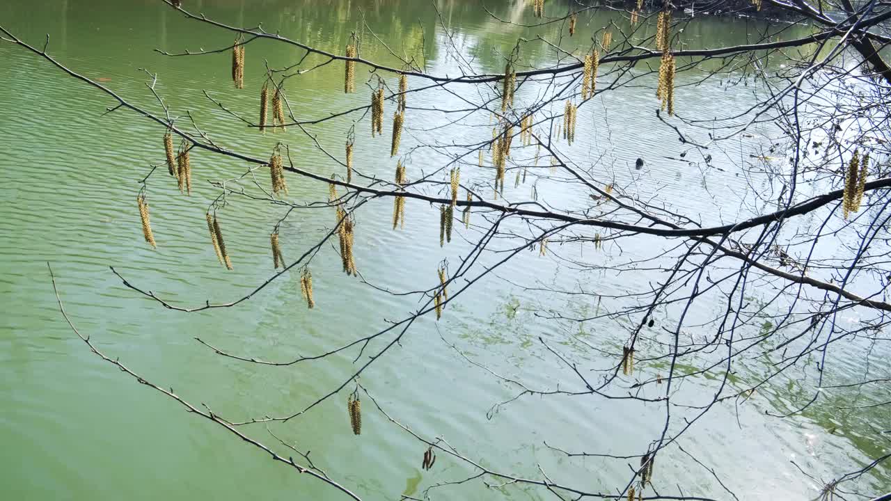 白桦树的枝桠上挂着一簇簇春意盎然的柳絮，河水在阳光下闪闪发光，绿叶盛开在森林里，自然背景视频下载