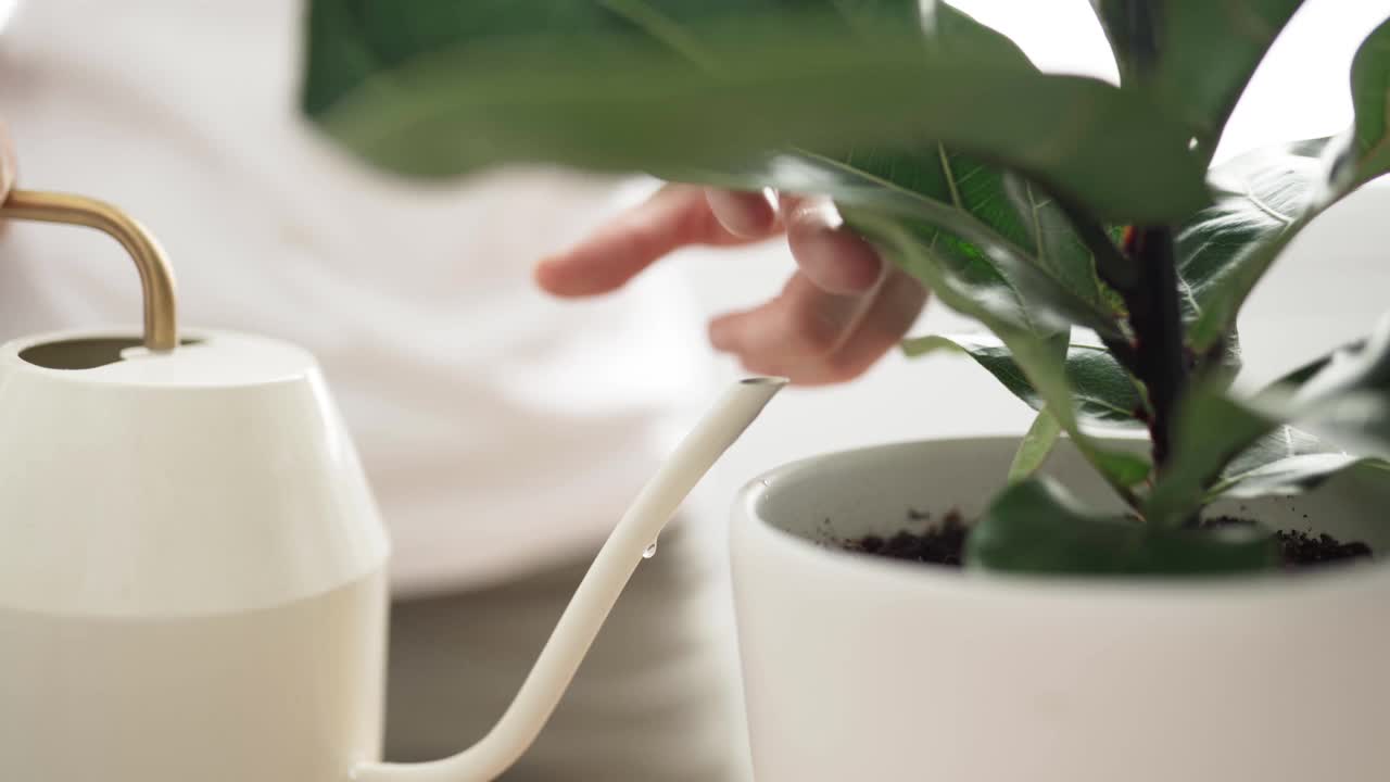 女人浇灌植物视频素材