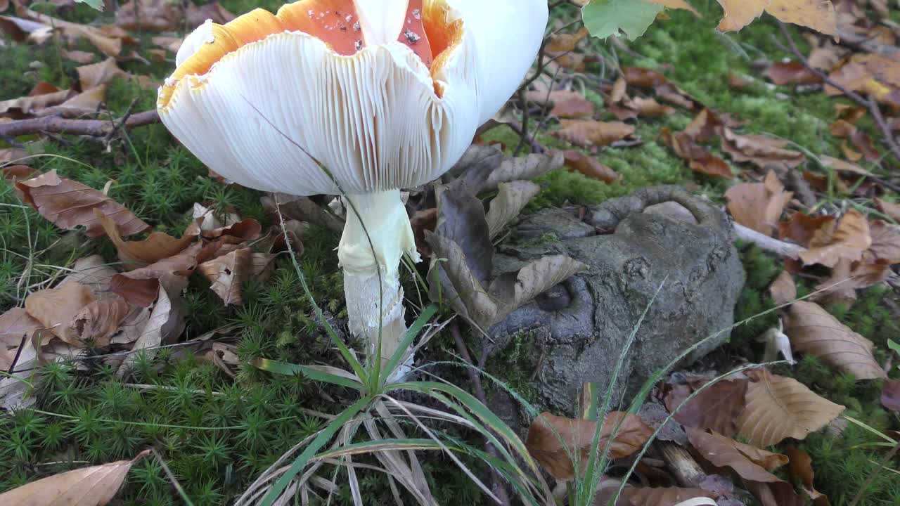 美丽的伞菌(或飞木耳蘑菇)在奥地利森林视频素材