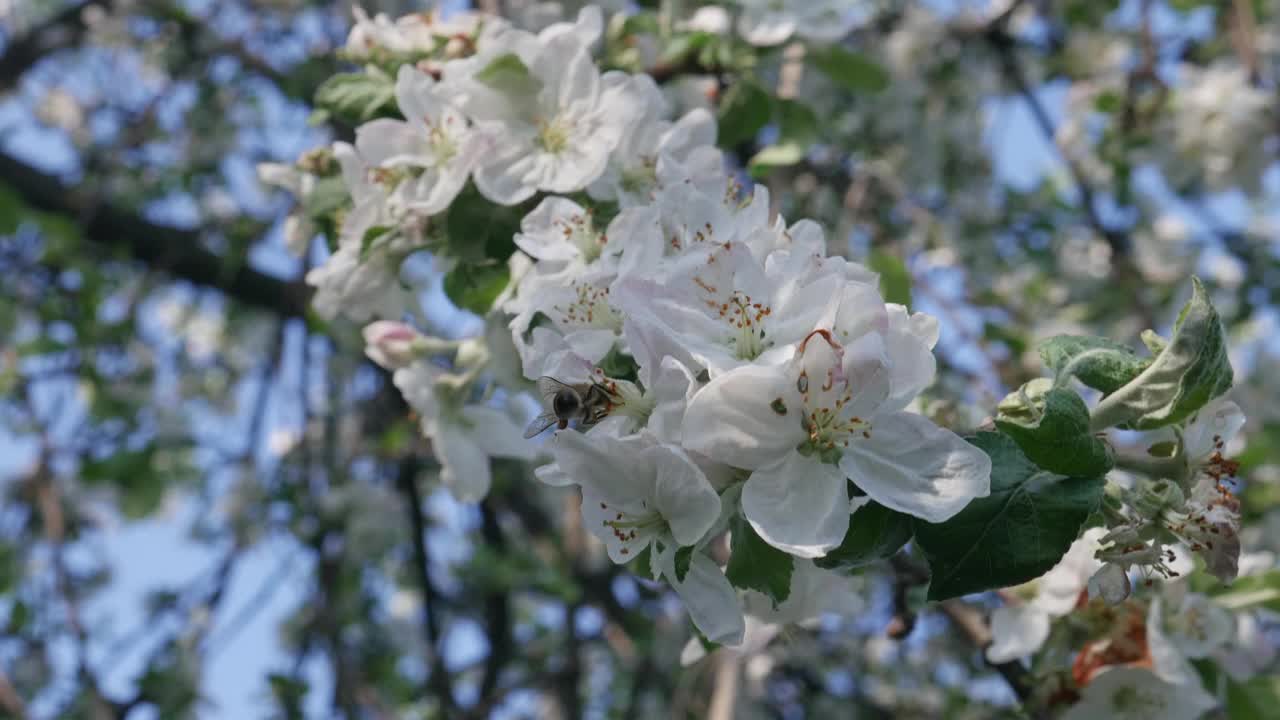 春天，蜜蜂在苹果树开花的树枝上视频素材