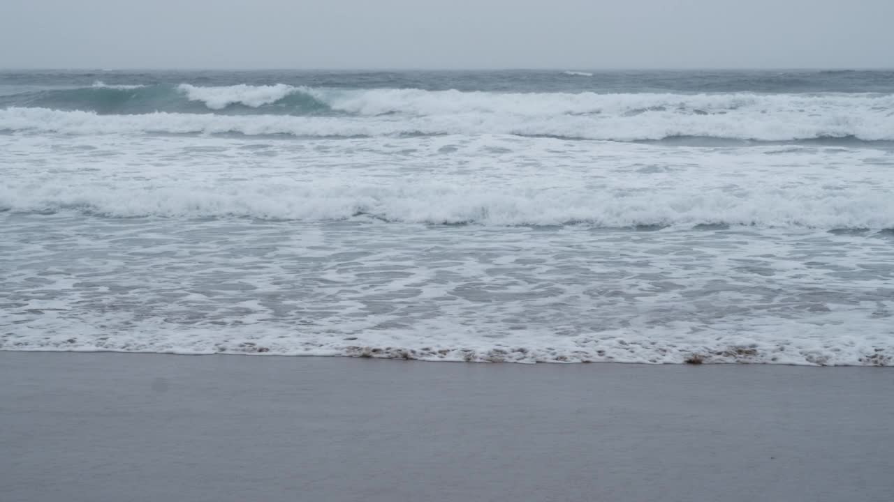 海鸥在海滩上散步视频素材