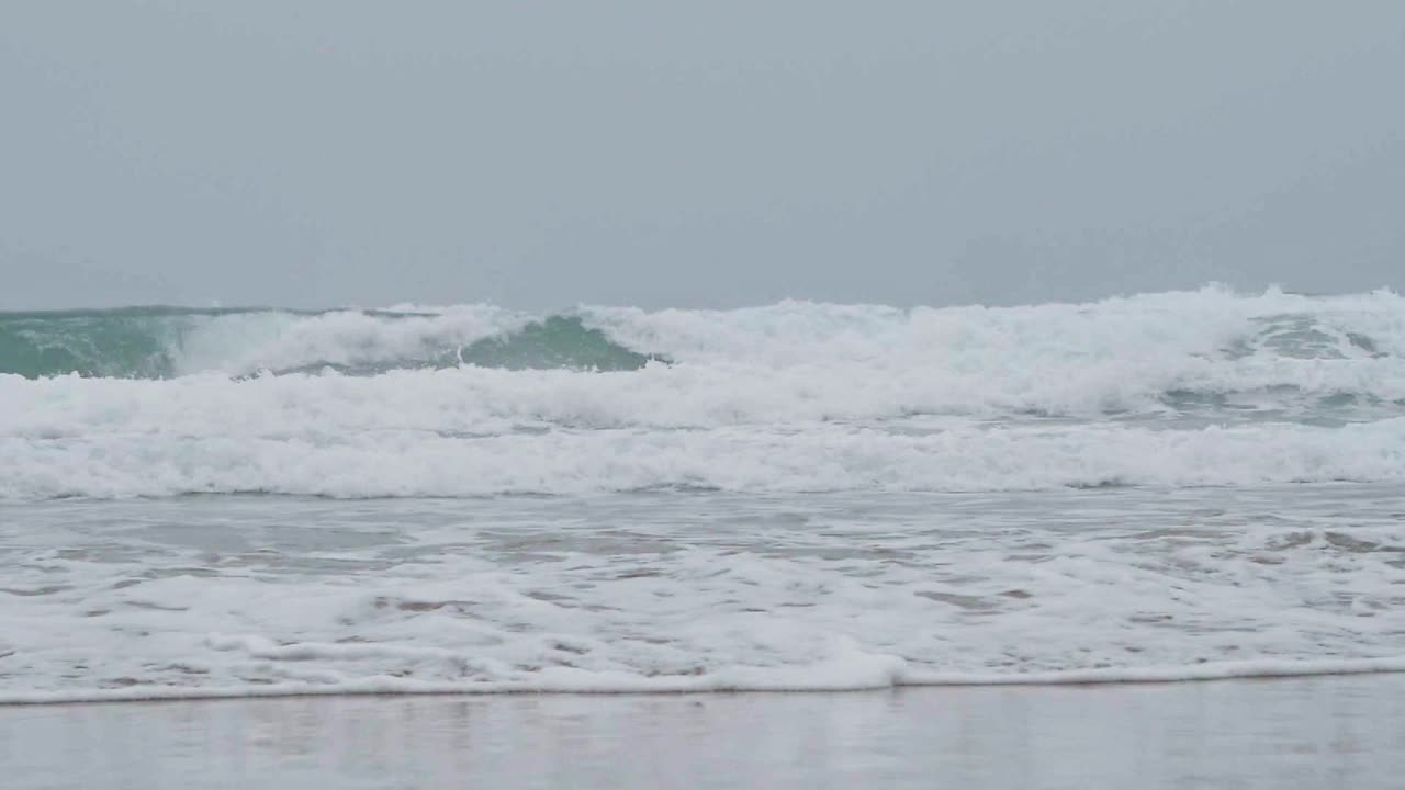 海鸥在海滩上散步视频素材