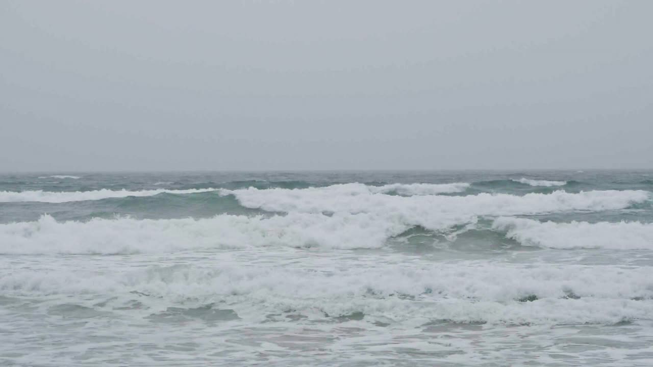 海鸥在海滩上散步视频素材