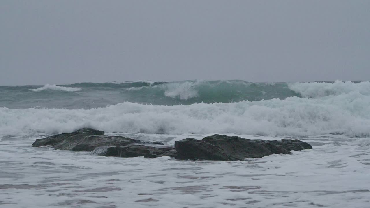 海鸥在海滩上散步视频素材