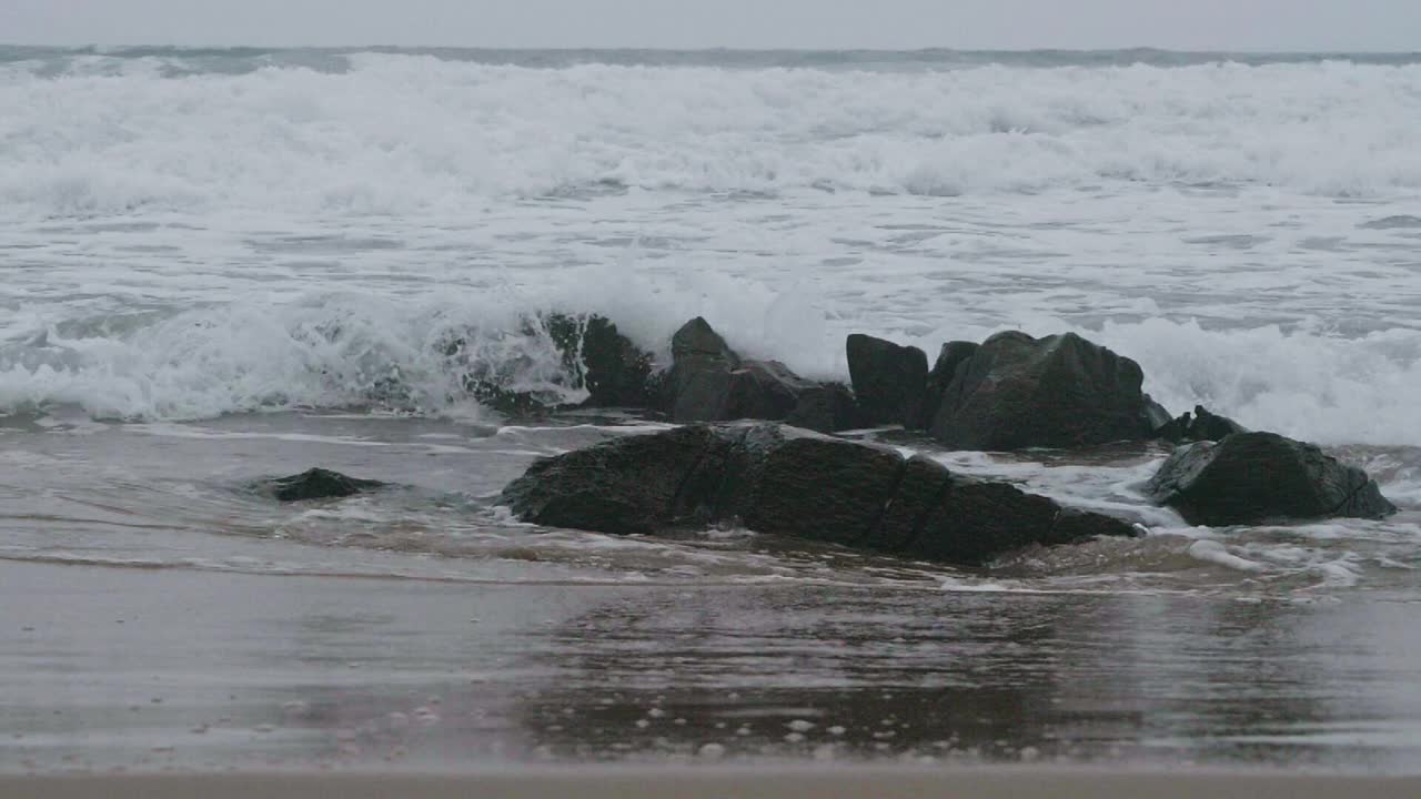 海鸥在海滩上散步视频素材