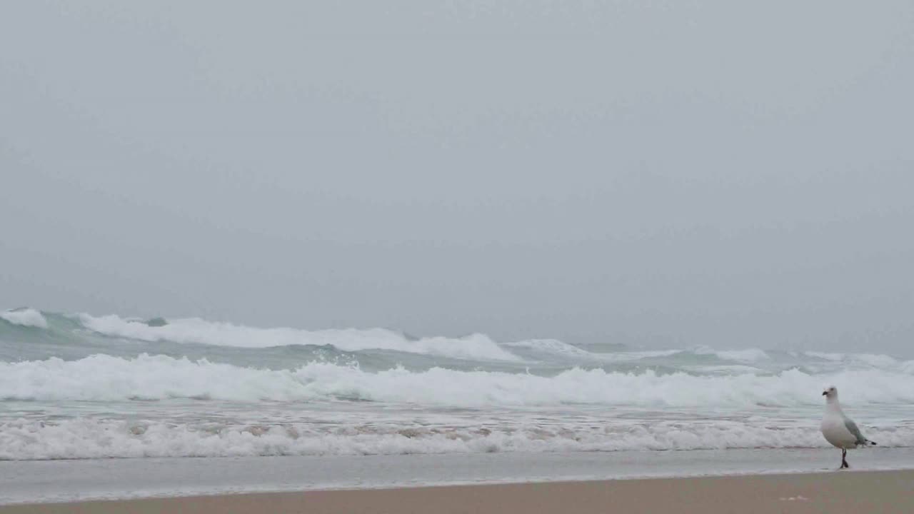 海鸥在海滩上散步视频素材