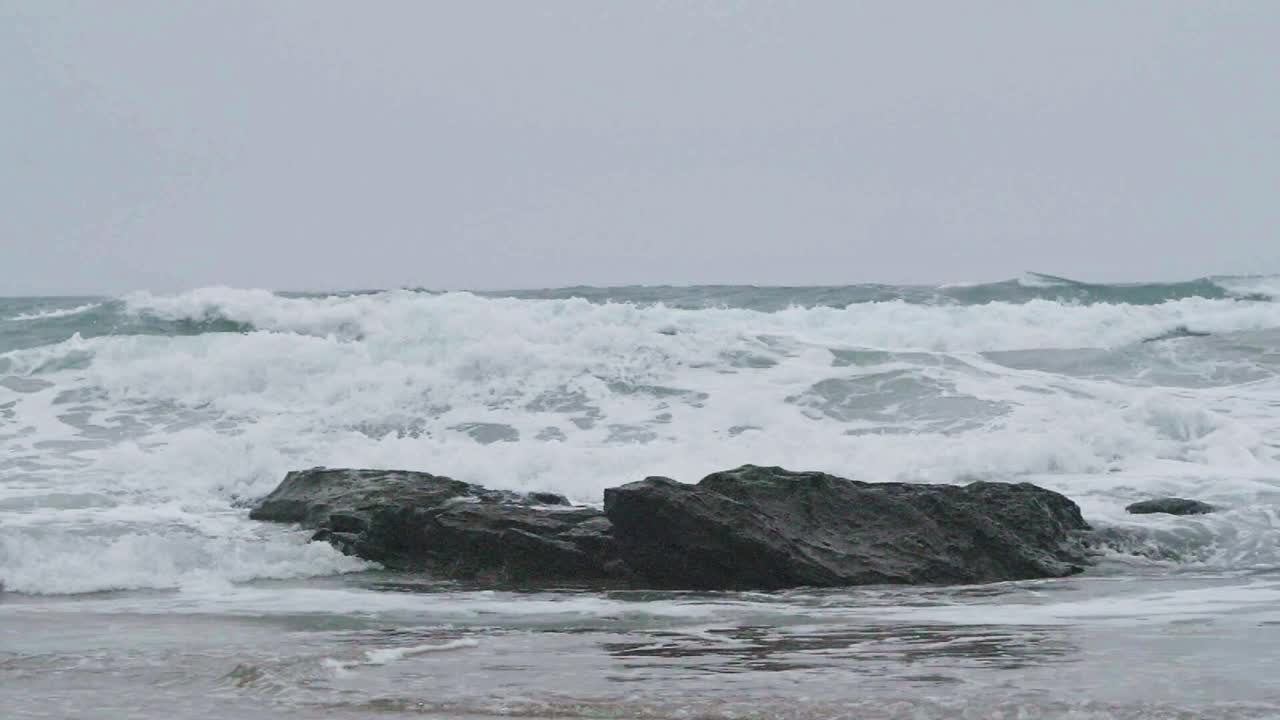 海鸥在海滩上散步视频素材