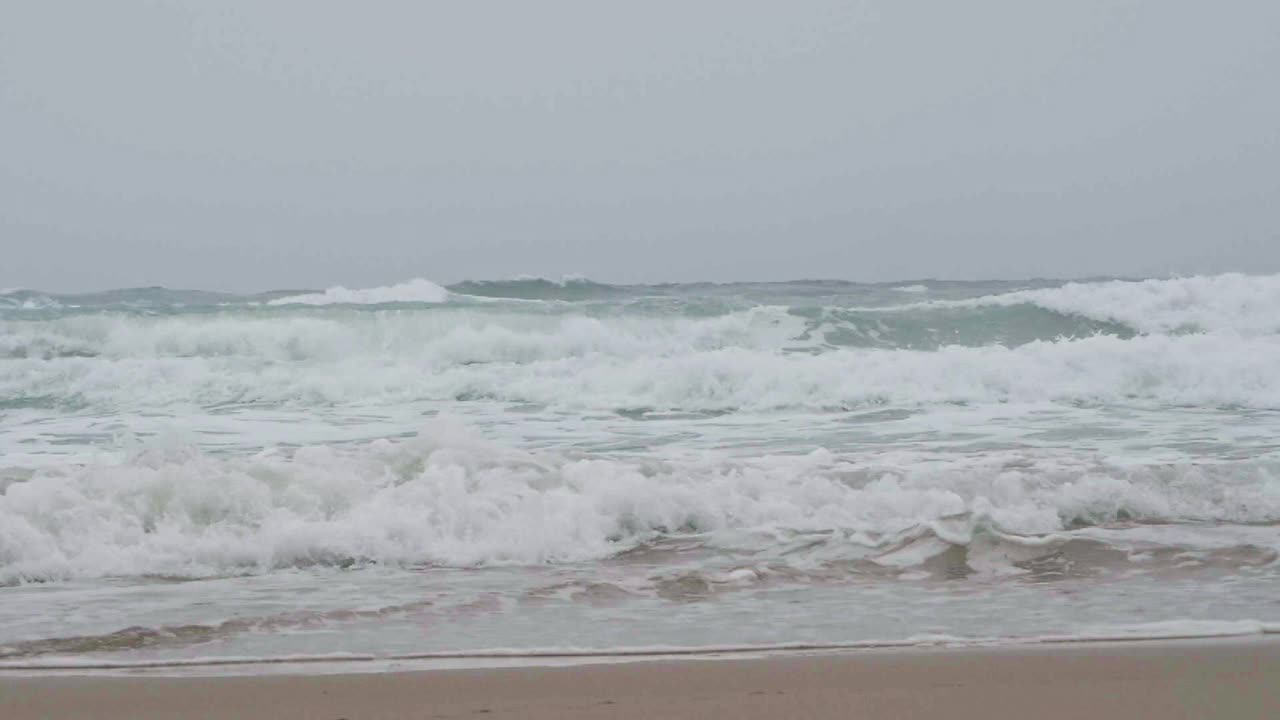 海鸥在海滩上散步视频素材