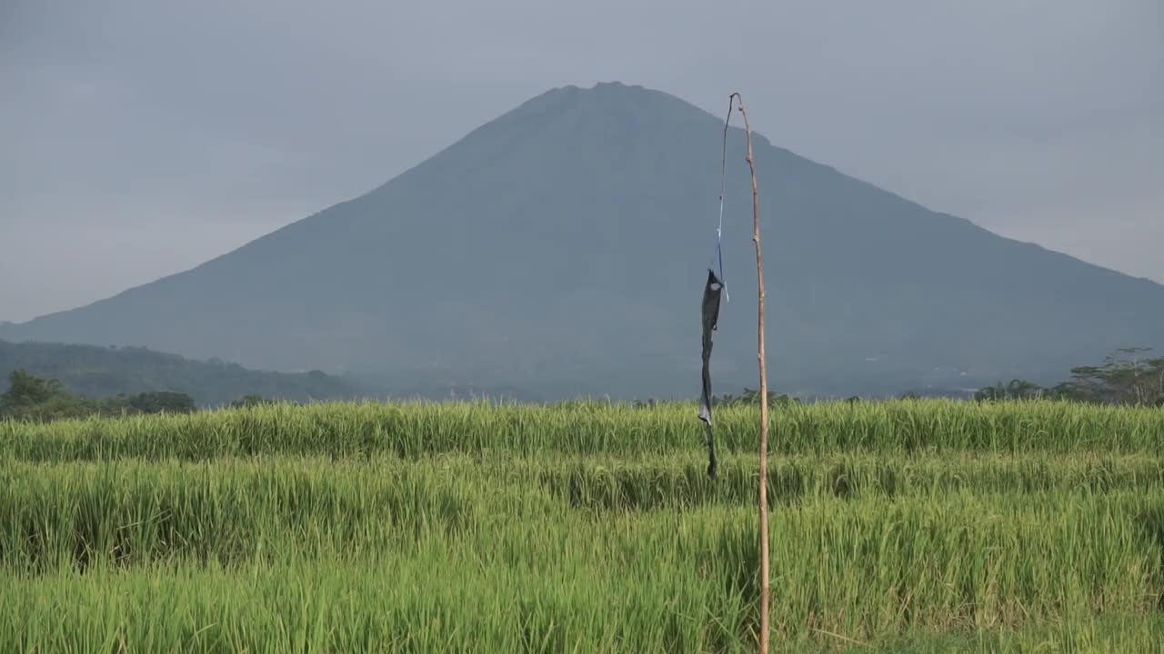 以松冰山为背景的稻田里的传统驱鸟剂视频素材