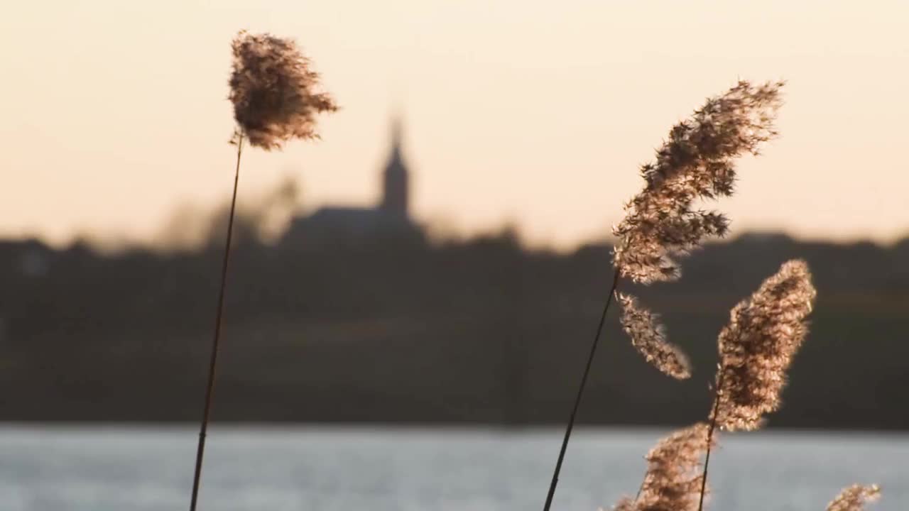 日落背景下蓬松的芦苇种子视频素材