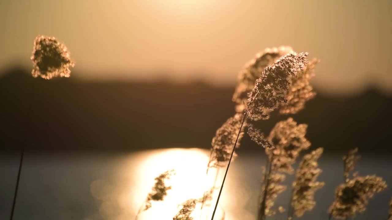 日落背景下蓬松的芦苇种子视频素材