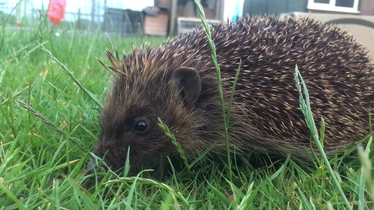 花园里的刺猬视频素材