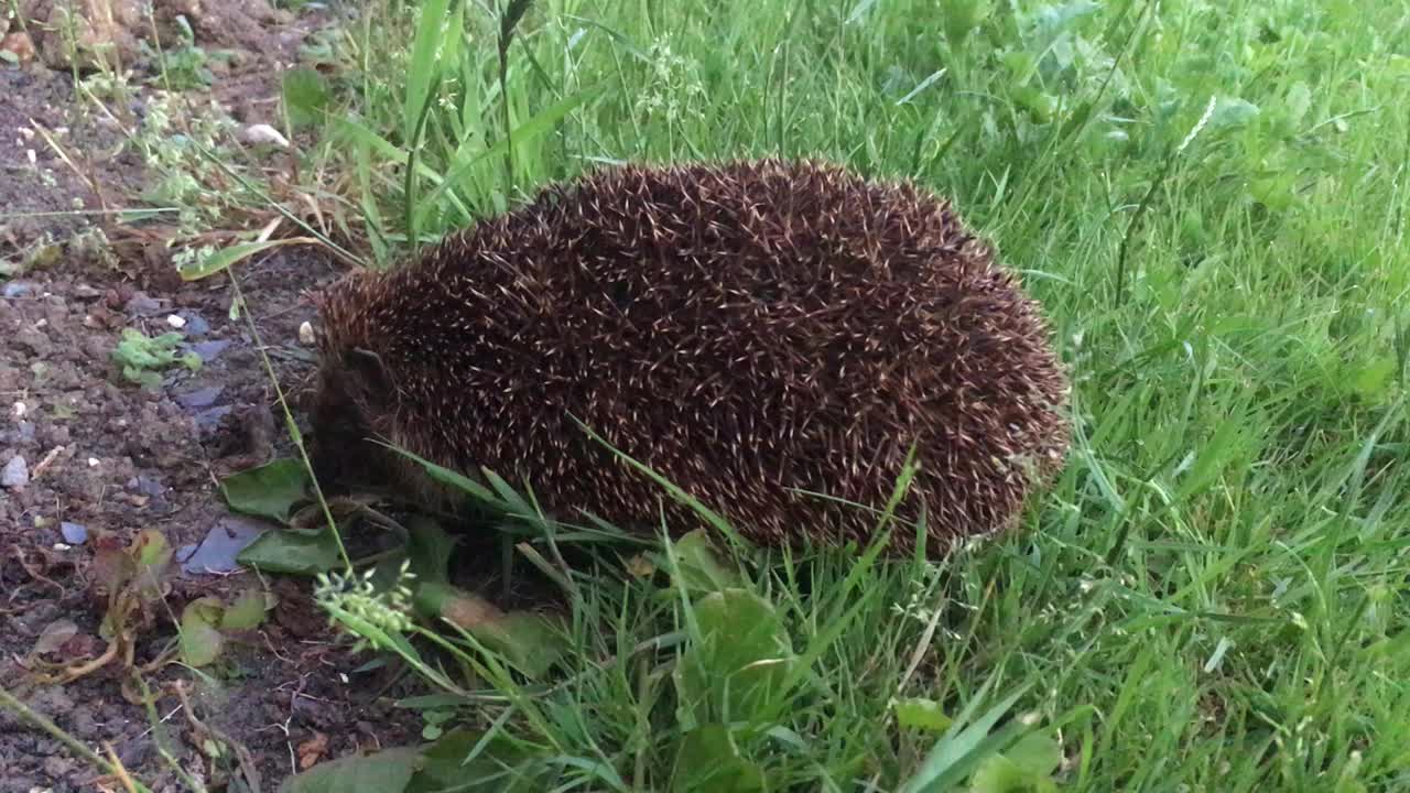 花园里的刺猬视频素材