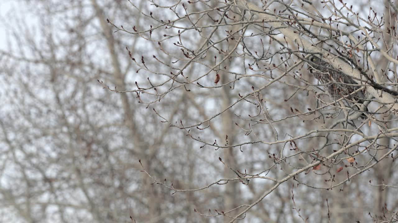 一个巨大的灰色猫头鹰(Strix星云)坐在/飞行/在冬天/雪中从树上狩猎的MS 4K慢镜头视频素材