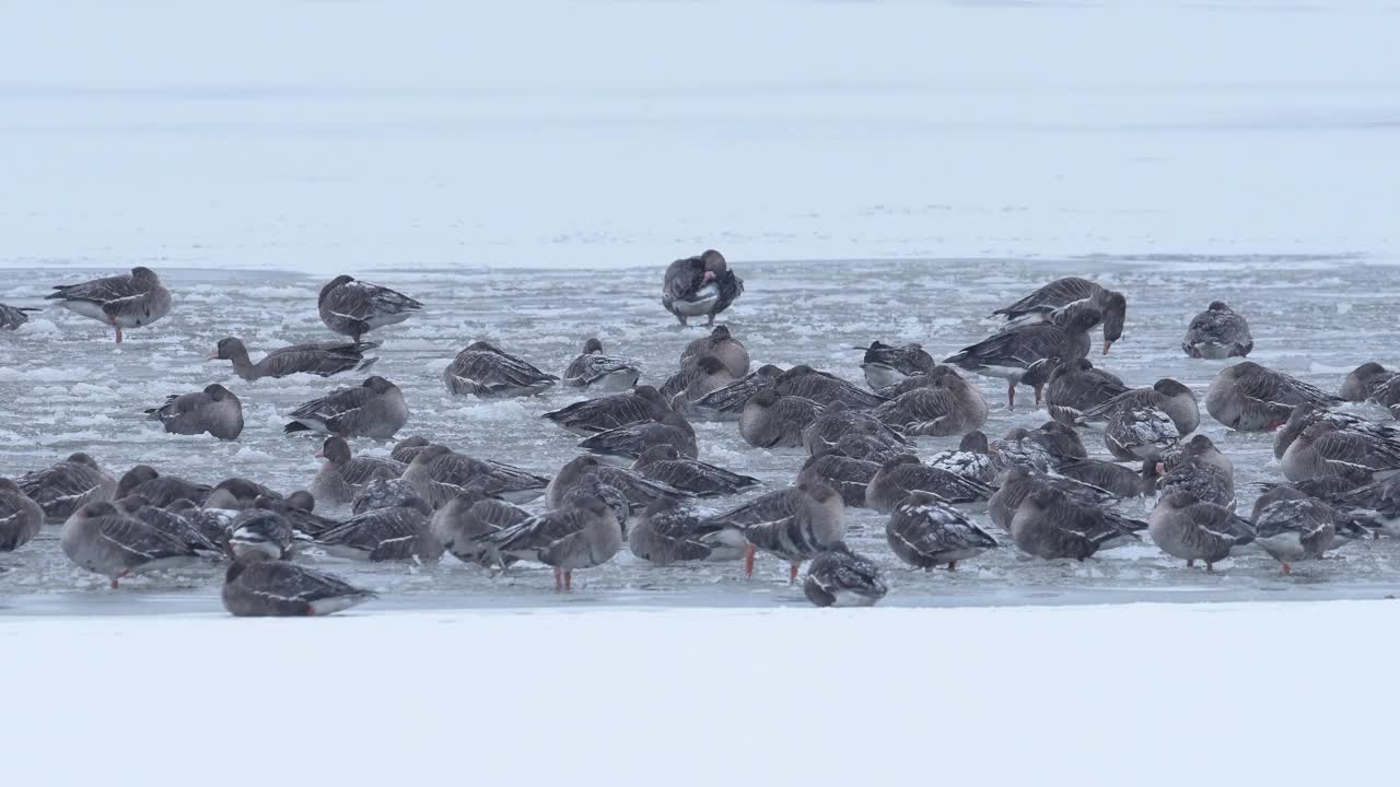 雪地里的一群大白额鹅视频素材