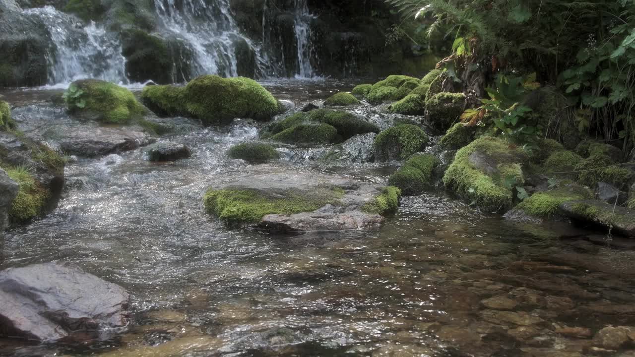 瀑布与水晶清澈的水流动在雨林。小溪流入池塘，岸边有长满苔藓的岩石。河水在多卵石的河底上起泡碎裂。风吹皱青草和蕨叶视频素材