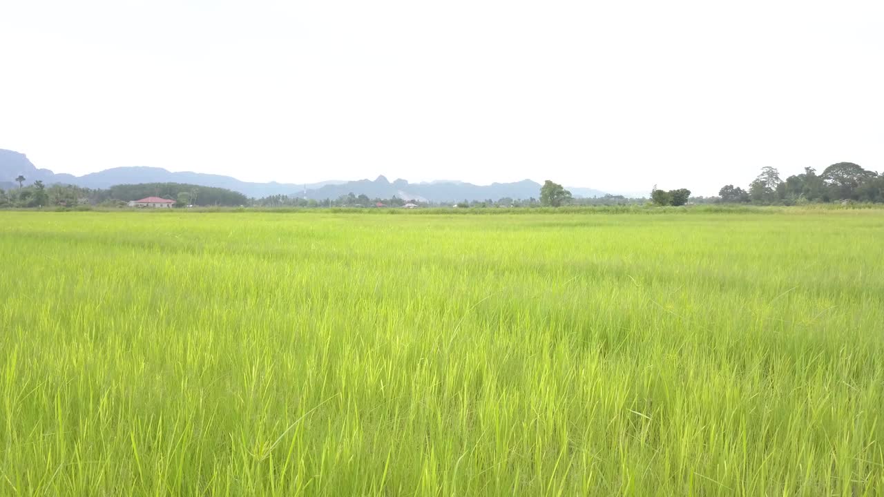 天堂感官的鸟瞰图视频素材