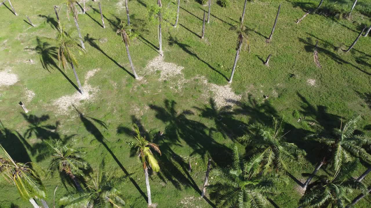 鸟眼椰子树视频素材