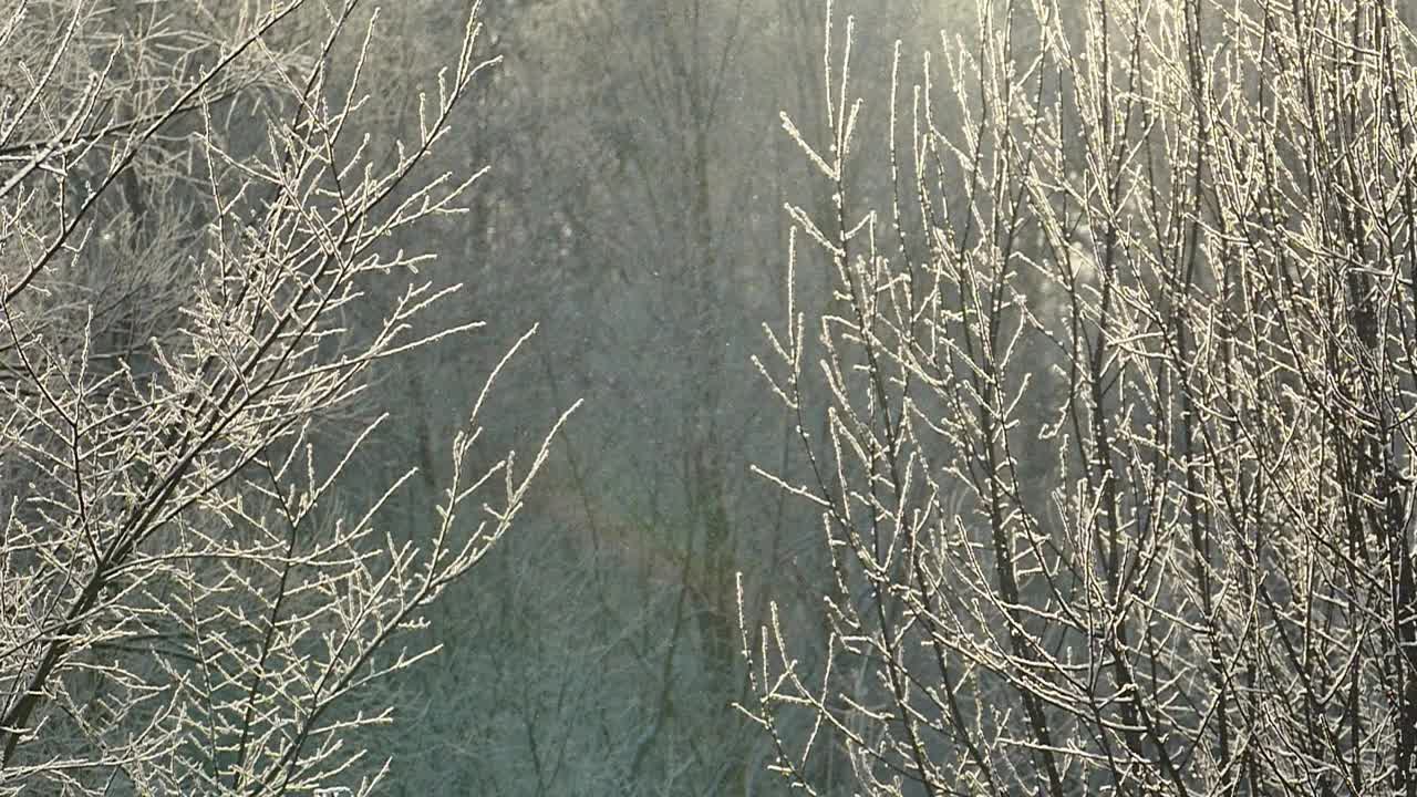 在一个晴朗的日子里，冬天的森林里下着小雪视频下载