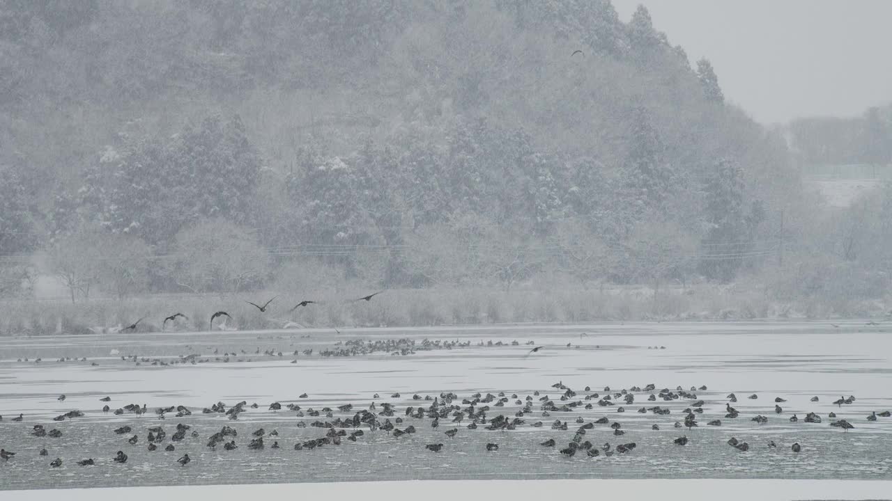 更大的白额鹅在雪中飞翔视频素材