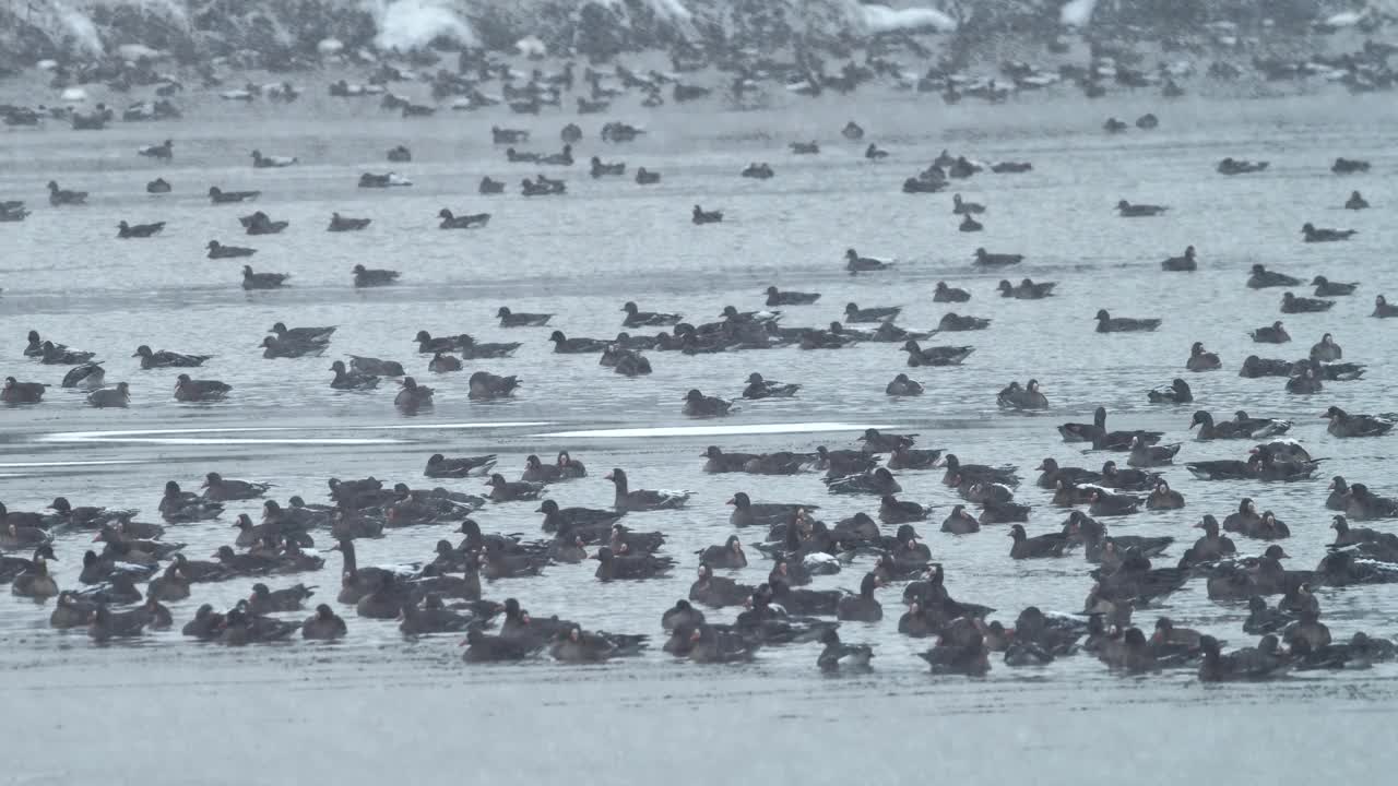 雪地里的一群大白额鹅视频素材