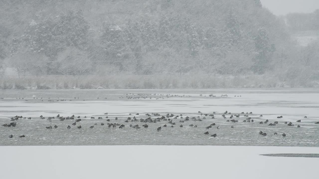 雪地里的一群大白额鹅视频素材