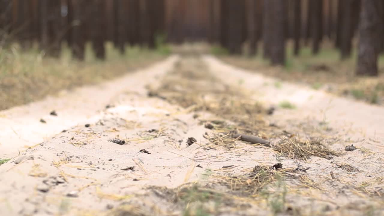 穿过松树林的路。美丽的风景。视频素材