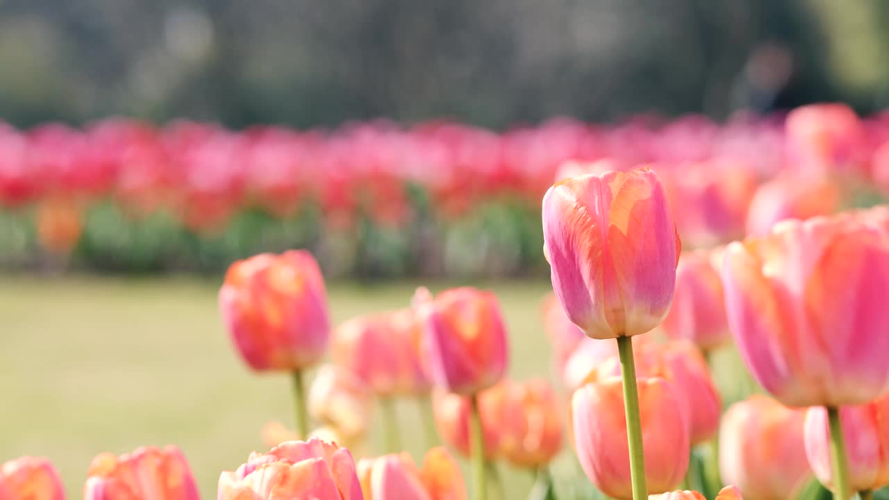 美丽的粉红色郁金香花在风中，模糊的游客行走的背景，4k慢镜头。视频素材