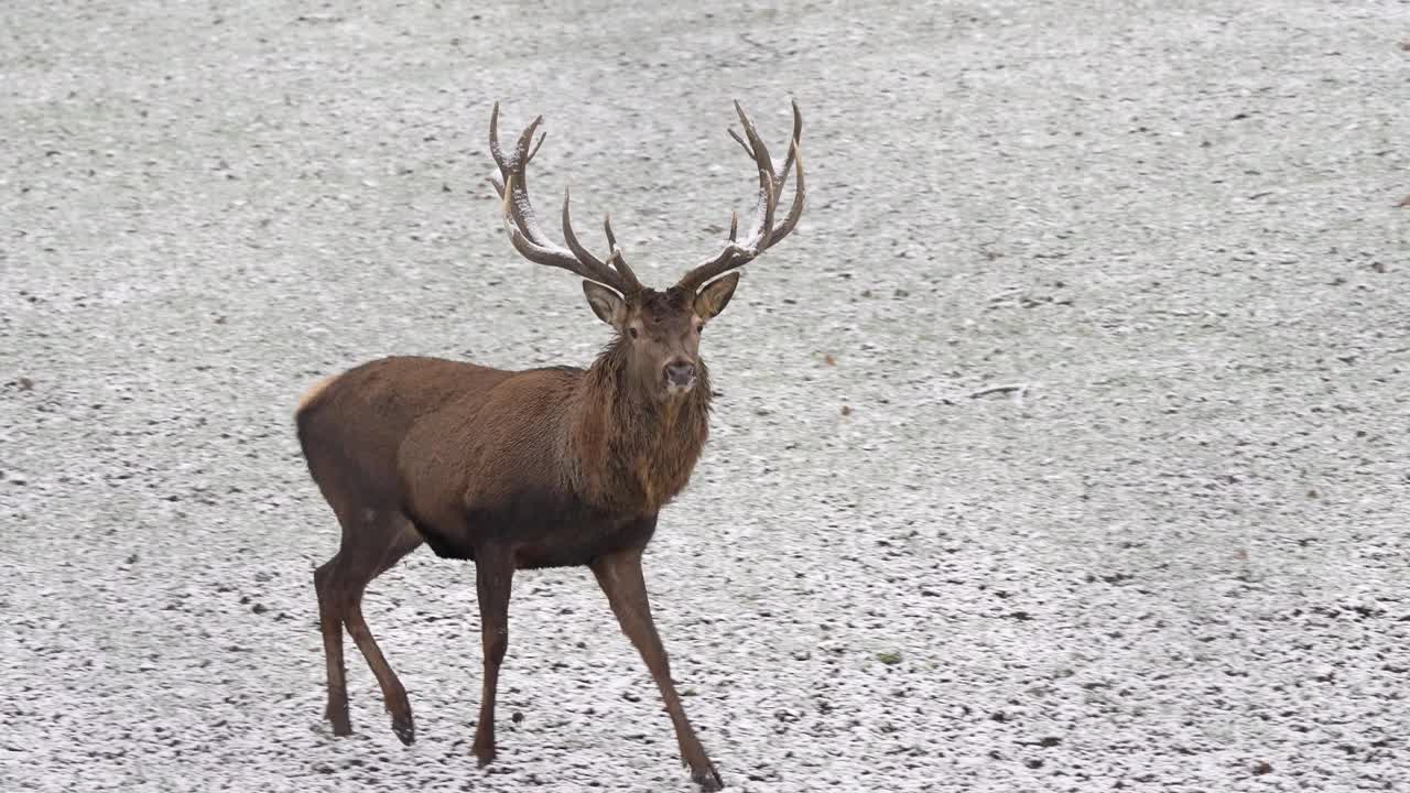 马鹿(Cervus elaphus)在冬天视频素材