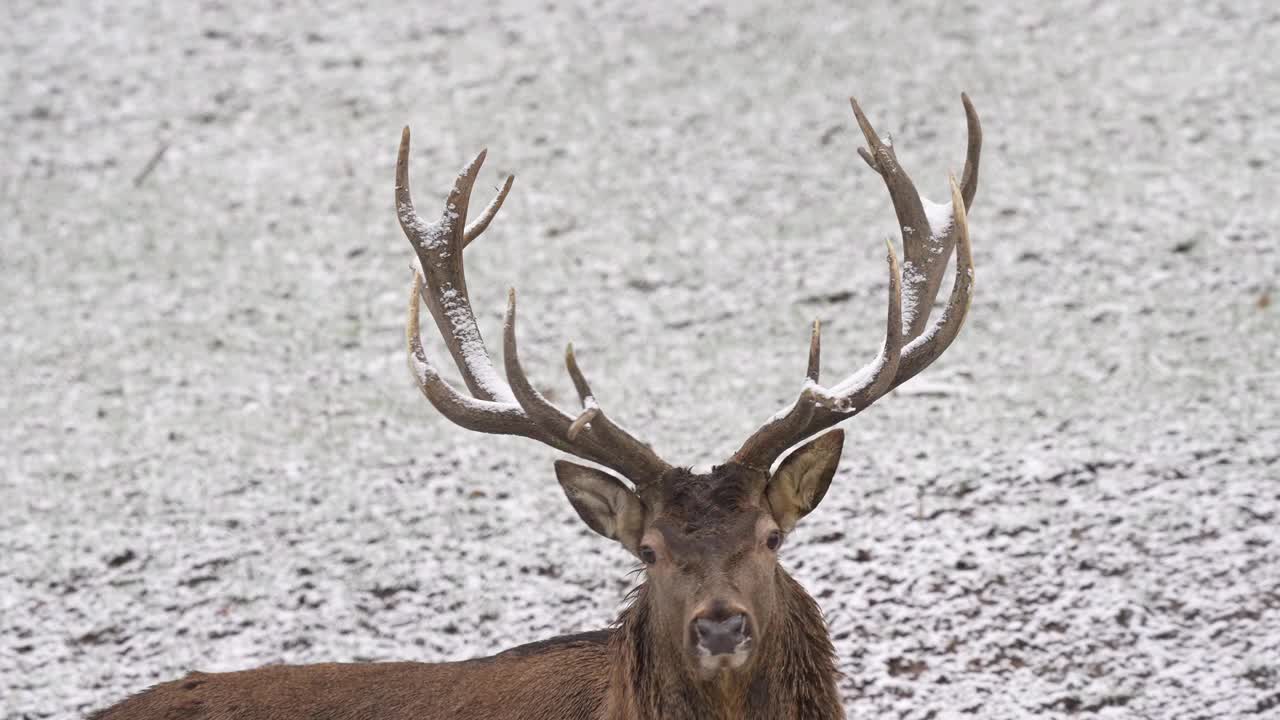 马鹿(Cervus elaphus)在冬天视频素材