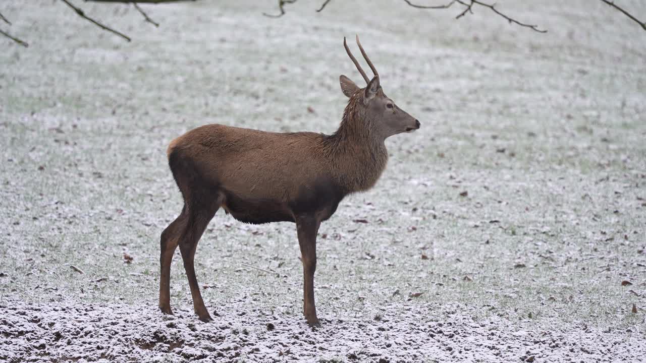 马鹿(Cervus elaphus)在冬天视频素材