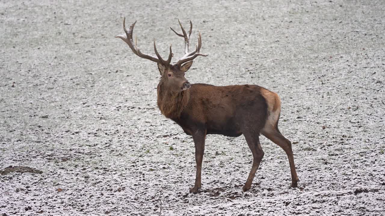 马鹿(Cervus elaphus)在冬天视频素材